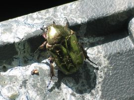 Klicken f�r Bild in voller Gr��e