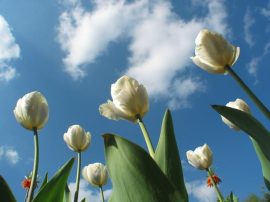 Klicken f�r Bild in voller Gr��e