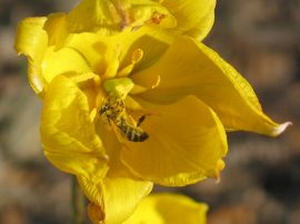 Klicken f�r Bild in voller Gr��e