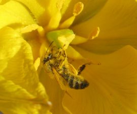 Klicken f�r Bild in voller Gr��e