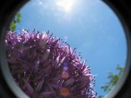 Klicken f�r Bild in voller Gr��e