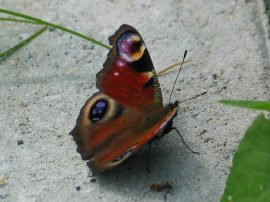 Klicken f�r Bild in voller Gr��e