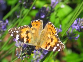 Klicken f�r Bild in voller Gr��e