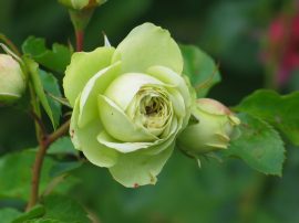 Klicken f�r Bild in voller Gr��e