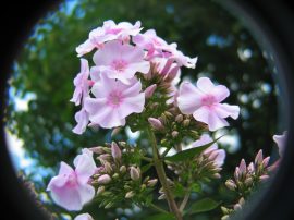 Klicken f�r Bild in voller Gr��e