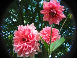 Klicken f�r Bild in voller Gr��e