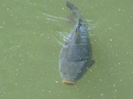 Klicken f�r Bild in voller Gr��e