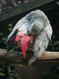 Klicken f�r Bild in voller Gr��e