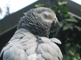 Klicken f�r Bild in voller Gr��e