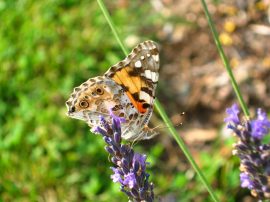 Klicken f�r Bild in voller Gr��e