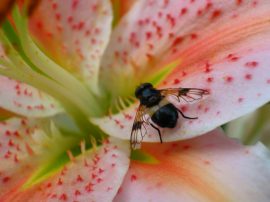 Klicken f�r Bild in voller Gr��e