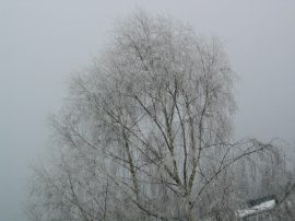 Klicken f�r Bild in voller Gr��e