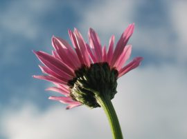 Klicken f�r Bild in voller Gr��e