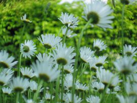 Klicken f�r Bild in voller Gr��e