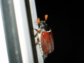 Klicken f�r Bild in voller Gr��e