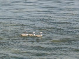 Klicken f�r Bild in voller Gr��e