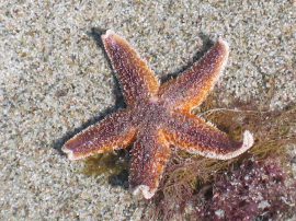 Klicken f�r Bild in voller Gr��e