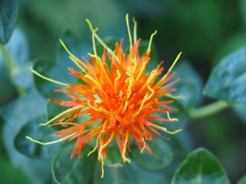 Klicken f�r Bild in voller Gr��e