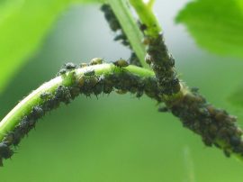 Klicken f�r Bild in voller Gr��e