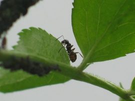 Klicken f�r Bild in voller Gr��e