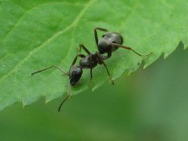 Klicken f�r Bild in voller Gr��e