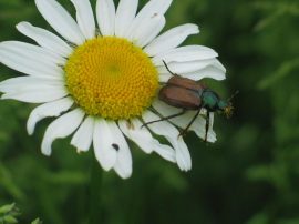 Klicken f�r Bild in voller Gr��e