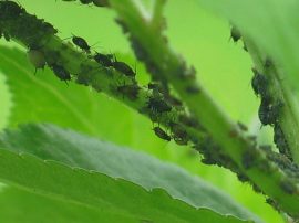 Klicken f�r Bild in voller Gr��e