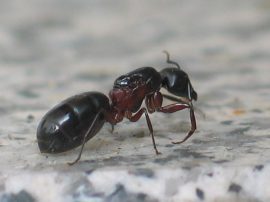 Klicken f�r Bild in voller Gr��e