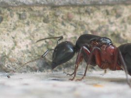 Klicken f�r Bild in voller Gr��e