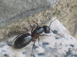 Klicken f�r Bild in voller Gr��e