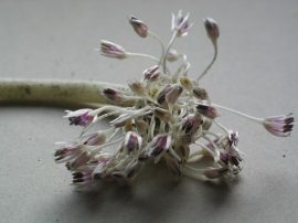 Klicken f�r Bild in voller Gr��e