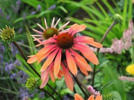 Klicken f�r Bild in voller Gr��e