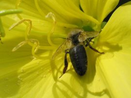 Klicken f�r Bild in voller Gr��e