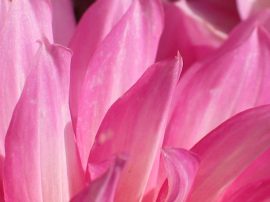 Klicken f�r Bild in voller Gr��e