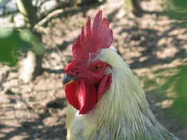 Klicken f�r Bild in voller Gr��e