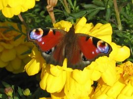 Klicken f�r Bild in voller Gr��e