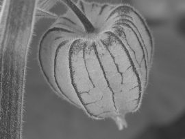 Klicken f�r Bild in voller Gr��e