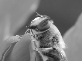 Klicken f�r Bild in voller Gr��e