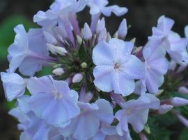 Klicken f�r Bild in voller Gr��e