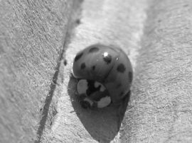 Klicken f�r Bild in voller Gr��e