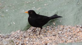 Klicken f�r Bild in voller Gr��e