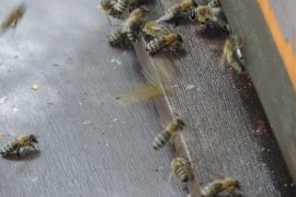 Klicken f�r Bild in voller Gr��e