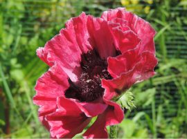 Klicken f�r Bild in voller Gr��e