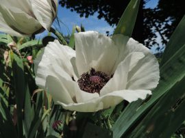 Klicken f�r Bild in voller Gr��e