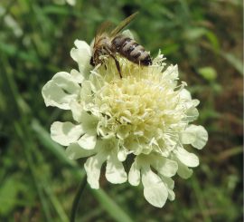 Klicken f�r Bild in voller Gr��e