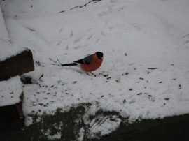 Klicken f�r Bild in voller Gr��e