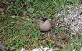 Klicken f�r Bild in voller Gr��e