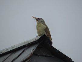 Klicken f�r Bild in voller Gr��e