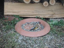 Klicken f�r Bild in voller Gr��e