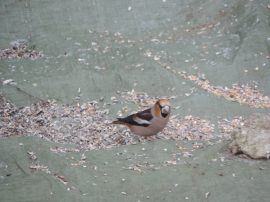 Klicken f�r Bild in voller Gr��e